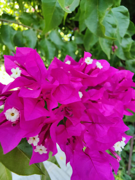 Gartenanlage Hotel Faliraki Bay