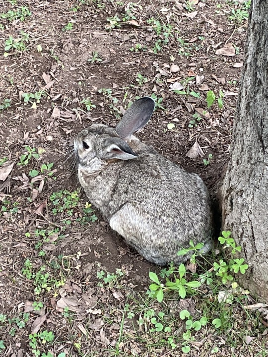 Gartenanlage Labranda Alantur Resort