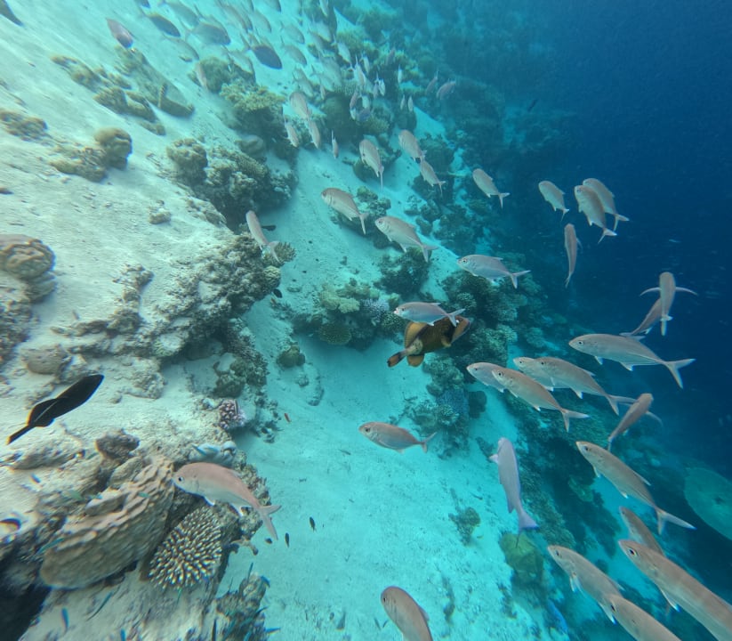 Sport & Freizeit Sun Siyam Vilu Reef