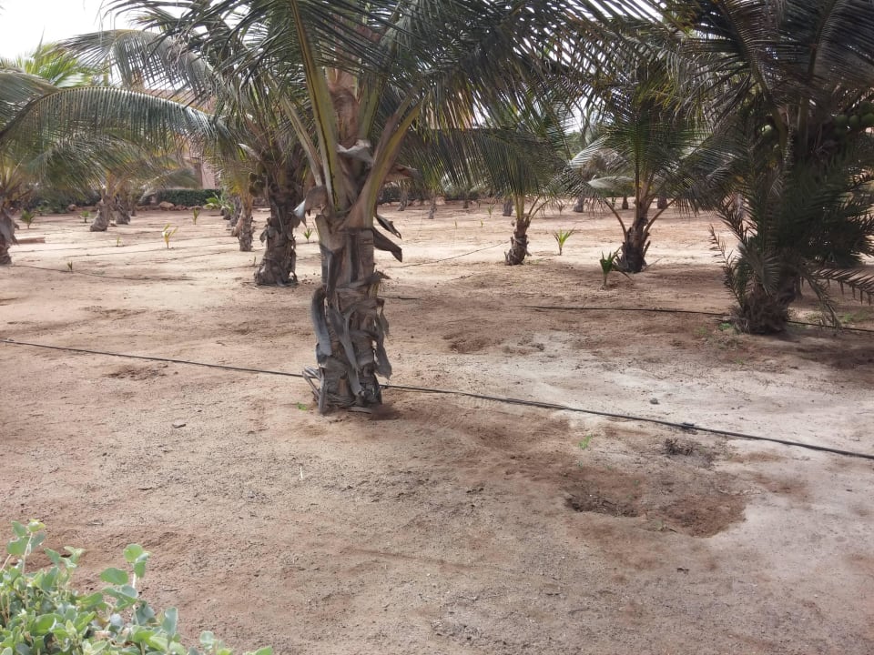 Gartenanlage....karg  Hotel Riu Funana