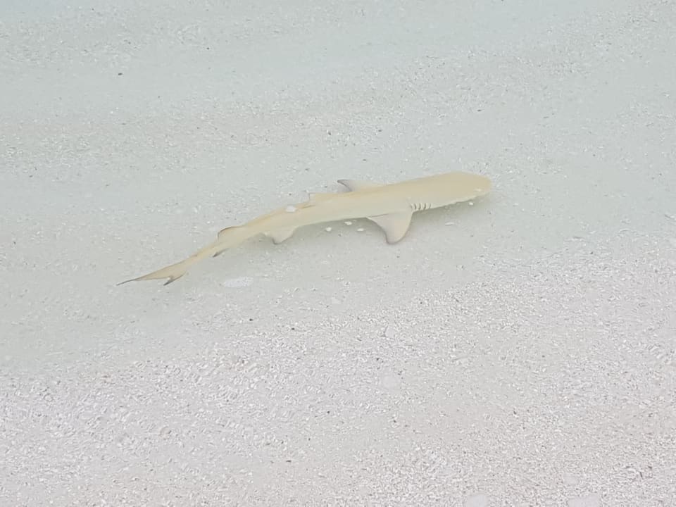 Strand Adaaran Select Meedhupparu Island Resort - Premium All Inclusive