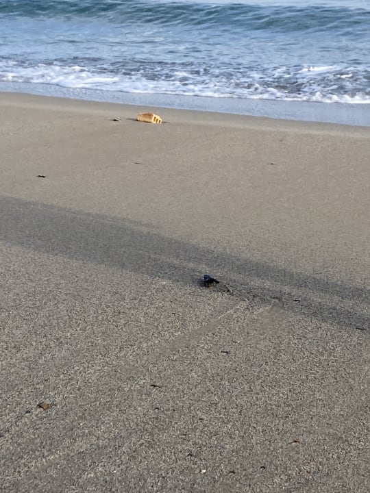 Strand Dimitrios Beach Hotel