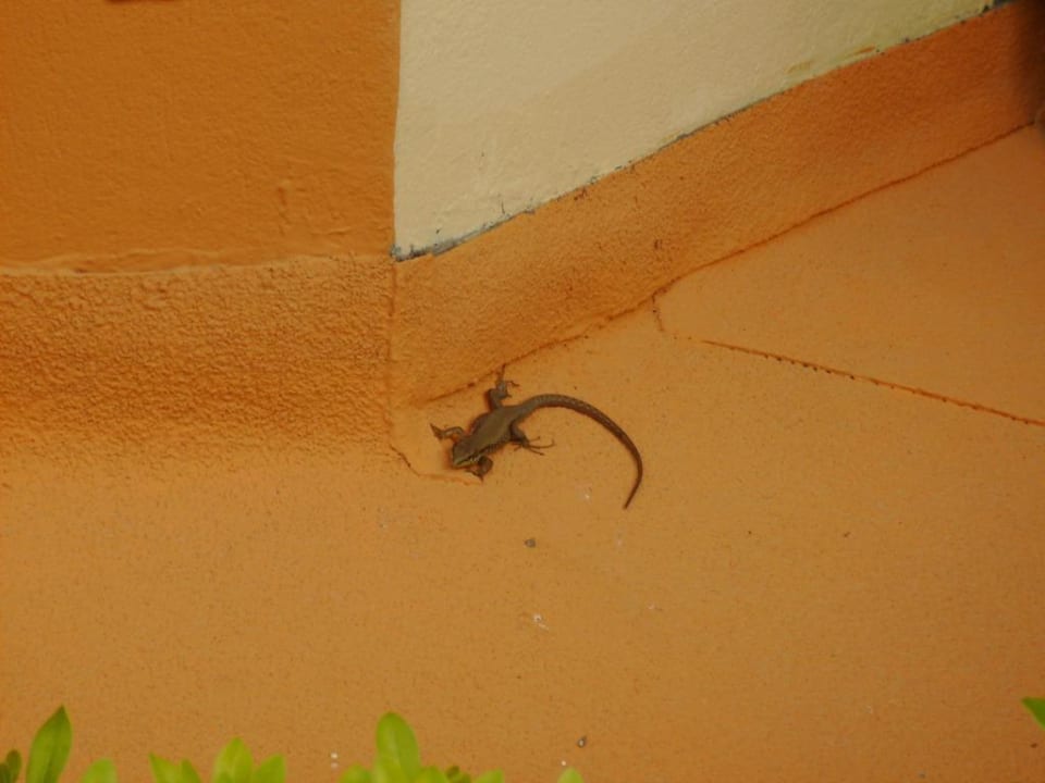 Gecko Hotel Orfeus Park