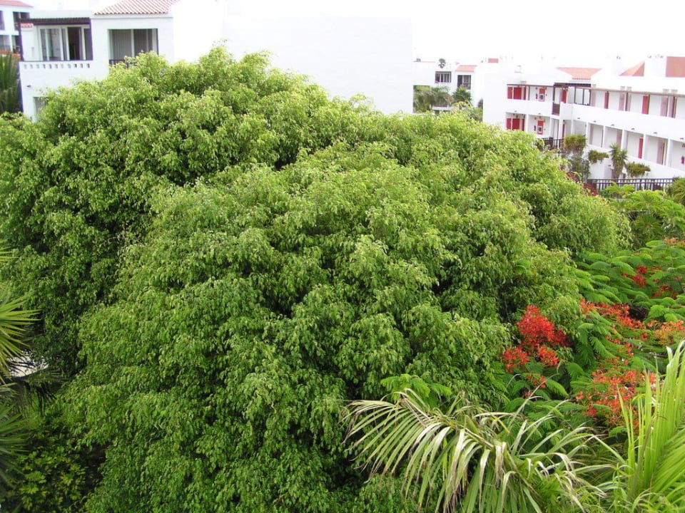 Garten Fuerteventura Princess