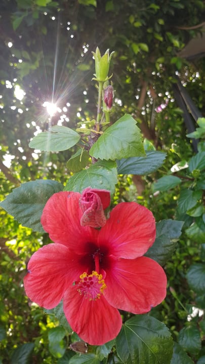 Gartenanlage Hane Family Resort