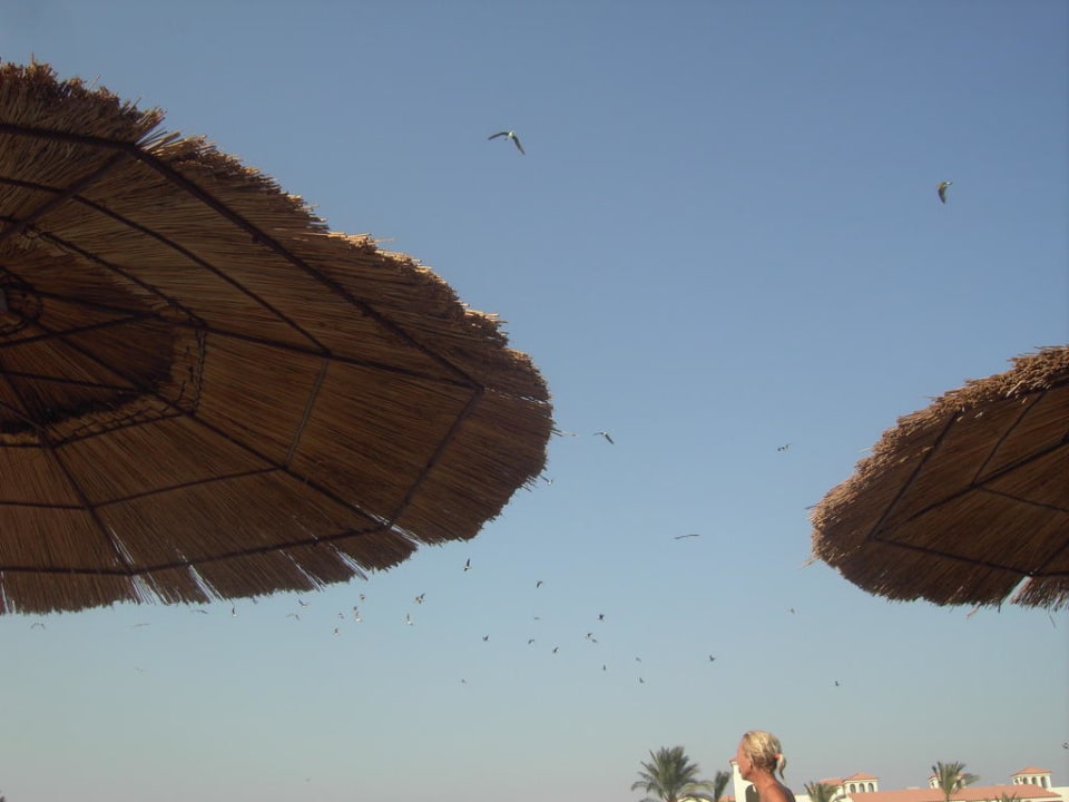 Hotel Dana Beach Resort Pickalbatros Dana Beach Resort - Hurghada