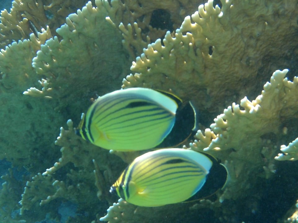 Hausriff Mövenpick Resort El Quseir