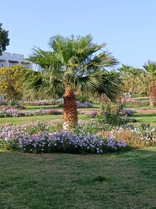 Gartenanlage Three Corners Equinox Beach Resort