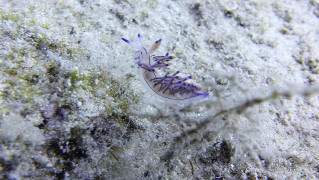 Strand Crystal Springs Beach Hotel