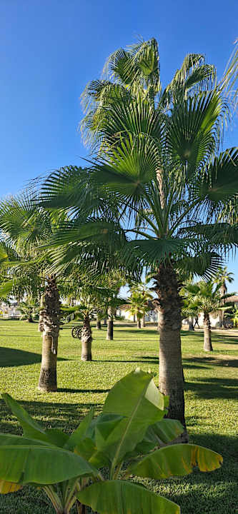 Gartenanlage Süral Saray Hotel