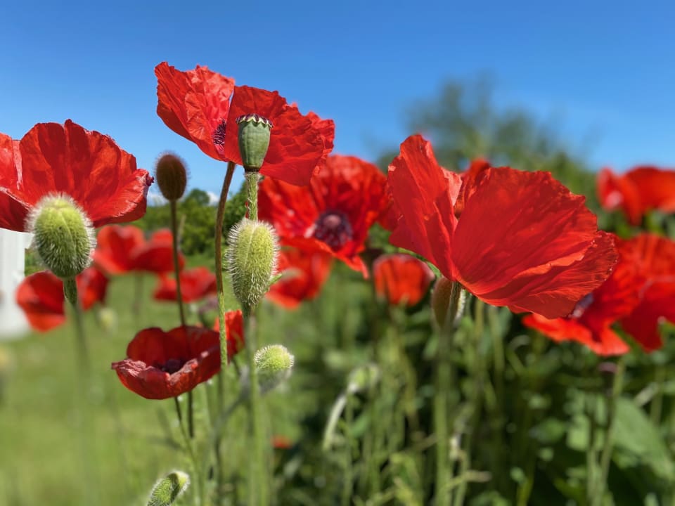 Gartenanlage Ferienhof Evershof