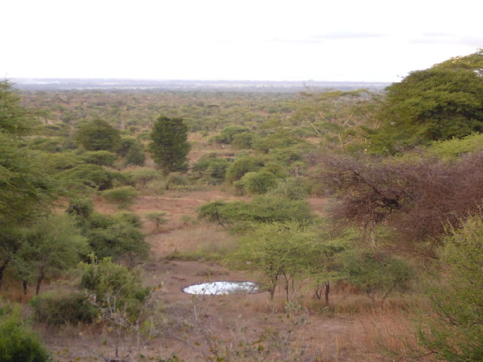 Ausblick von der Hemingway-Bar Hotel Amboseli Sopa Lodge
