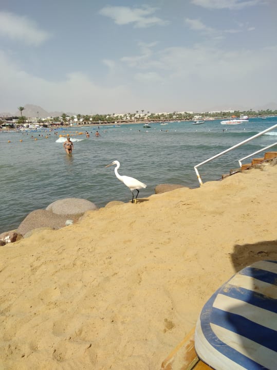 Strand Lido Sharm Hotel