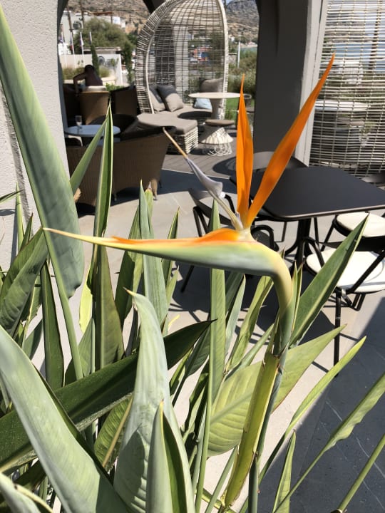 Gartenanlage alltoura Club Hotel Porto Angeli Beach Resort