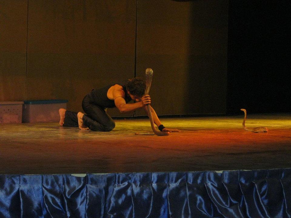 Кобра шоу Pickalbatros Alf Leila Wa Leila Resort - Neverland Hurghada