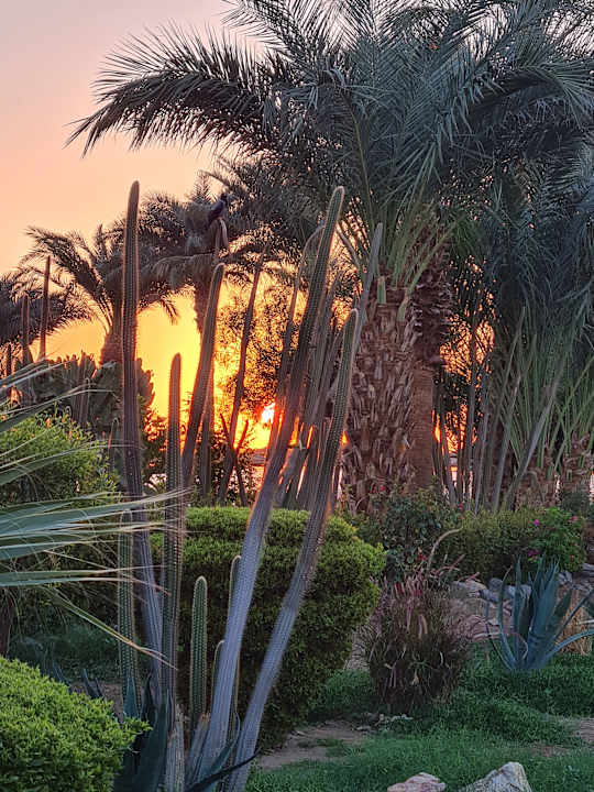 Gartenanlage Shams Safaga Resort