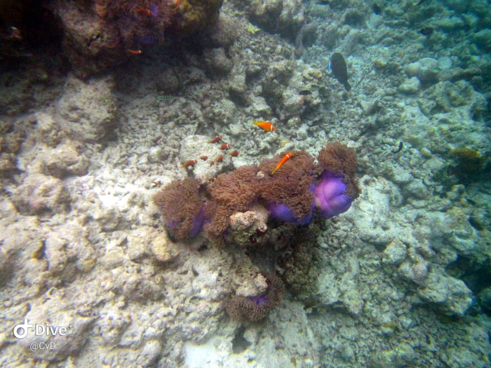 Sport & Freizeit Vilamendhoo Island Resort & Spa