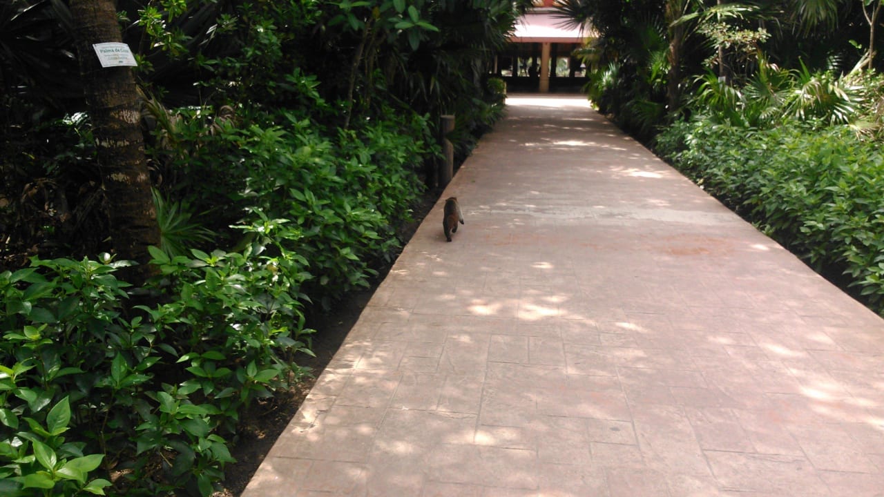 Stolzer Dschungelbewohner Catalonia Playa Maroma