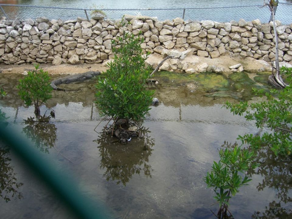 Krokodil Grand Palladium Select White Sand Resort & Spa