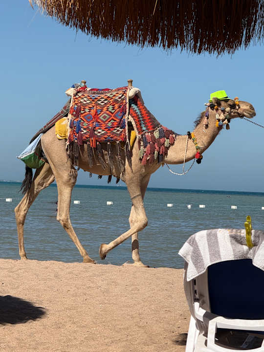 Strand Rewaya Majestic Resort