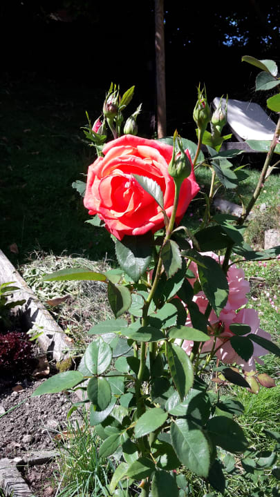 Gartenanlage Boutique Pension Erlacher – Adults Only