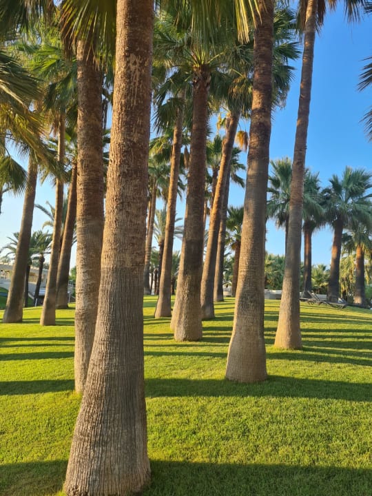 Gartenanlage Monachus Family Resort Sorgun