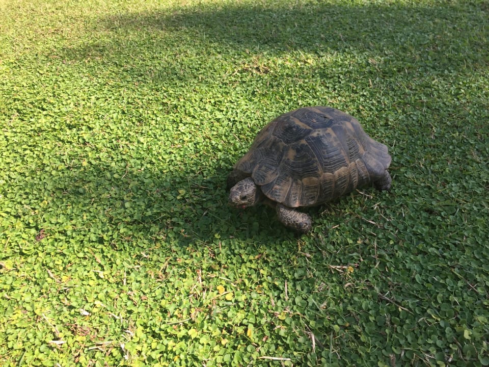 Schildkröten Megasaray Club Belek