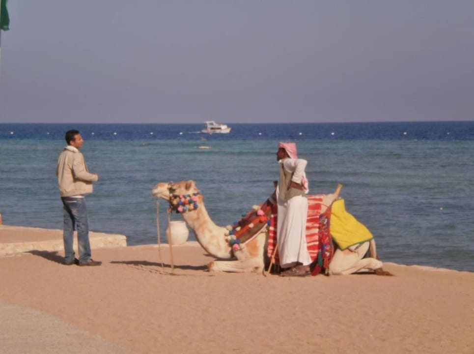 Hotelkamel Makadi Spa - Adults only