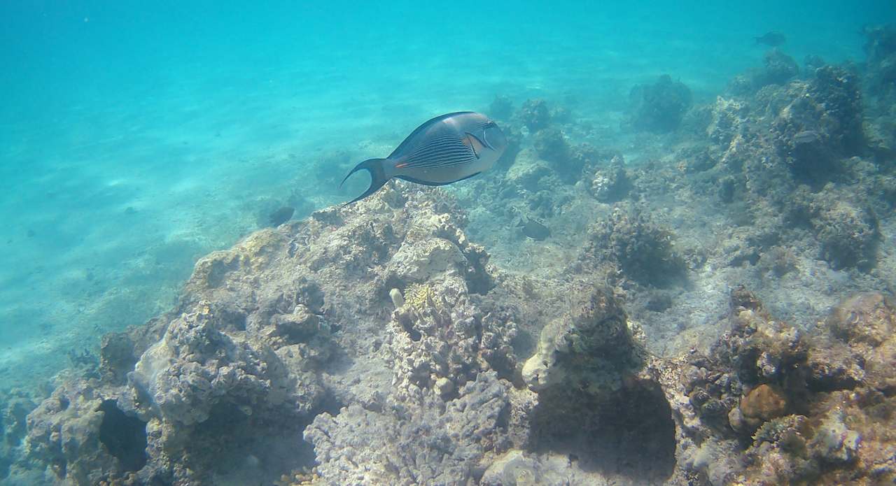 Strand Hotel Sheraton Soma Bay Resort