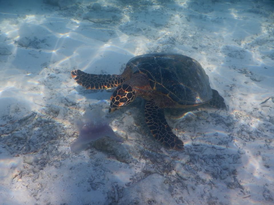 Strand Vilamendhoo Island Resort & Spa