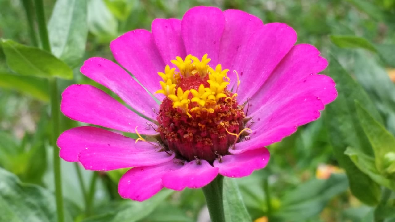 Gartenanlage Berjaya Beau Vallon Bay Resort & Casino