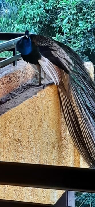 Sonstiges Iberostar Waves Tucan