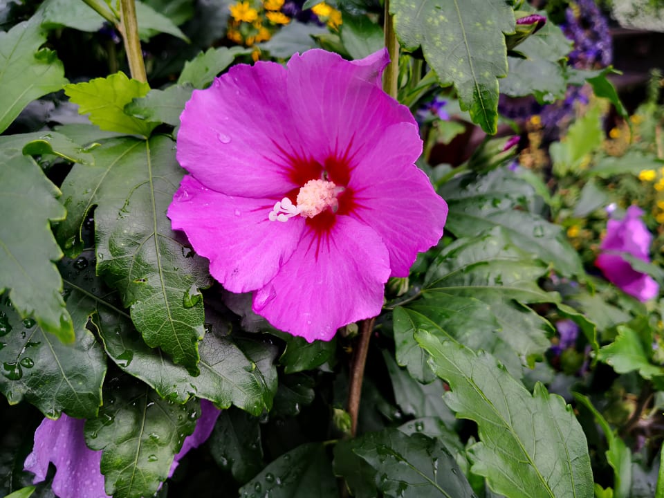 Gartenanlage Kollerhof am Eichberg