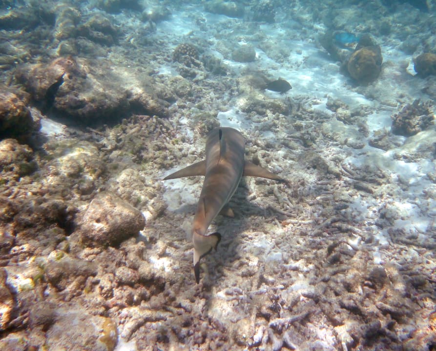 Sport & Freizeit Embudu Village