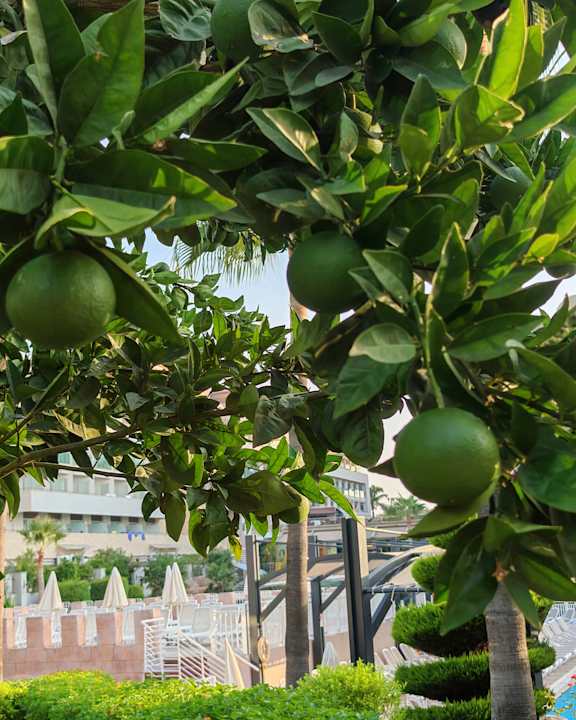 Gartenanlage Aydinbey Kings Palace & Spa