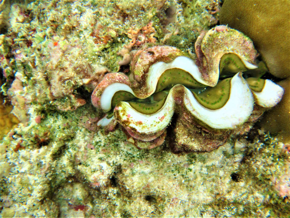 Strand Cinnamon Dhonveli Maldives
