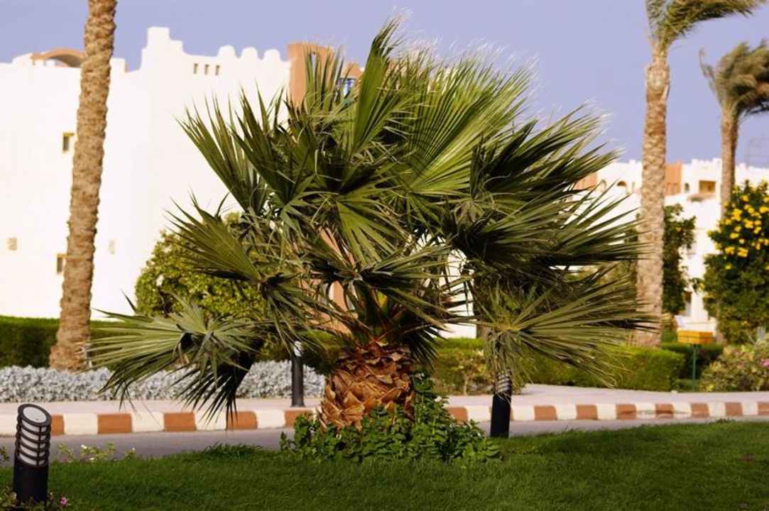 Roslinnosc SUNRISE Royal Makadi Resort
