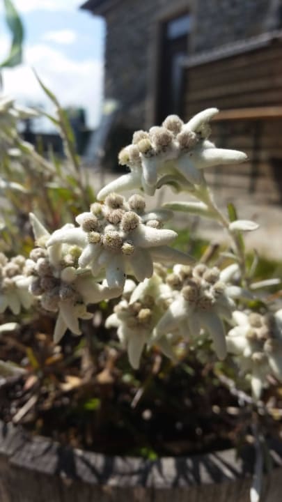 Stelle alpine al rifugio Plose Landgasthof Wöhrmaurer