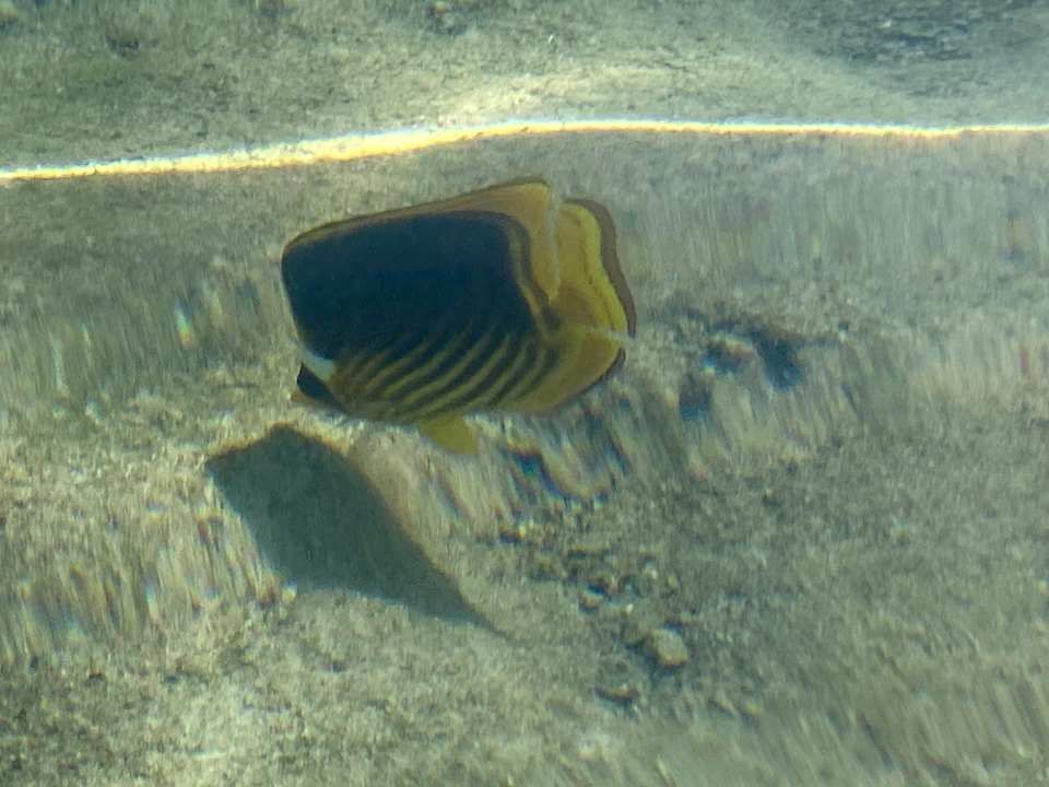 Sport & Freizeit Pickalbatros Palace Hotel-Port Ghalib