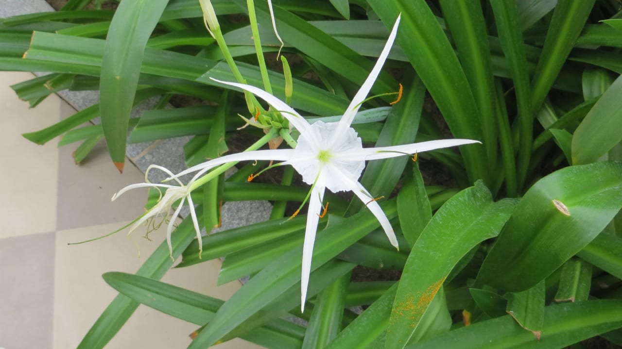 Gartenanlage Pandanus Resort