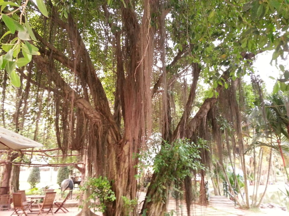 Großer Baum Villa h2o