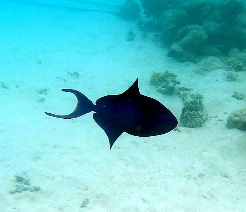 Strand Adaaran Club Rannalhi - All Inclusive