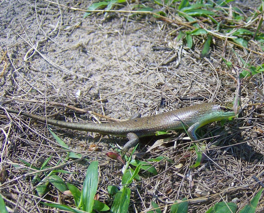 Eidechse Moracea by Khao Lak Resort