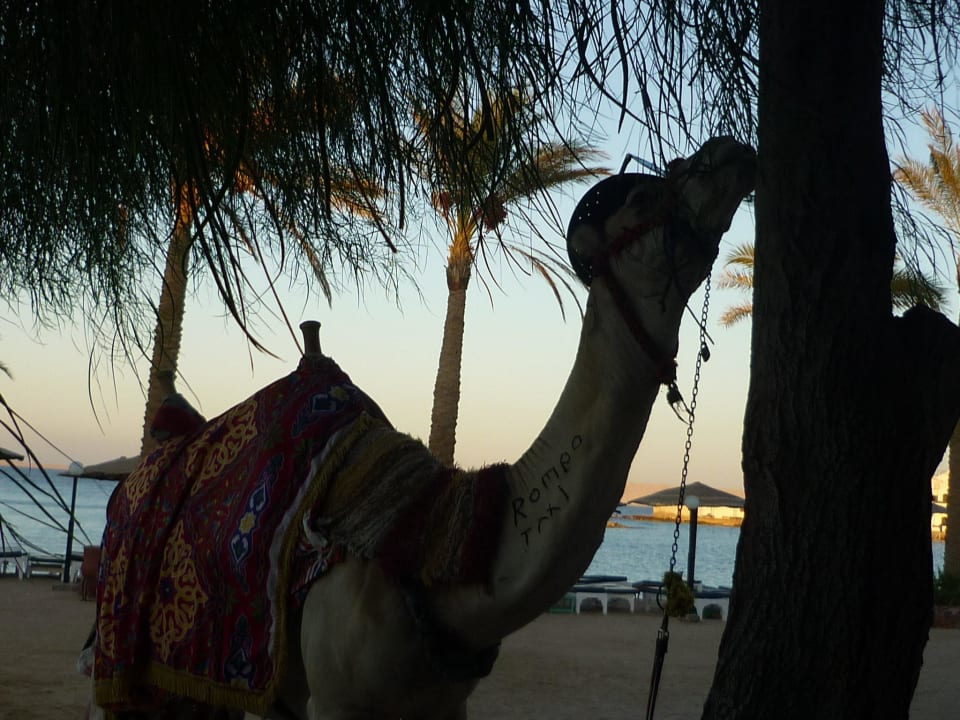 Romeo  Arabia Azur Resort