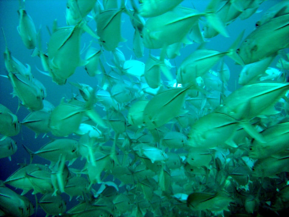 Fischschwarm Vilamendhoo Island Resort & Spa