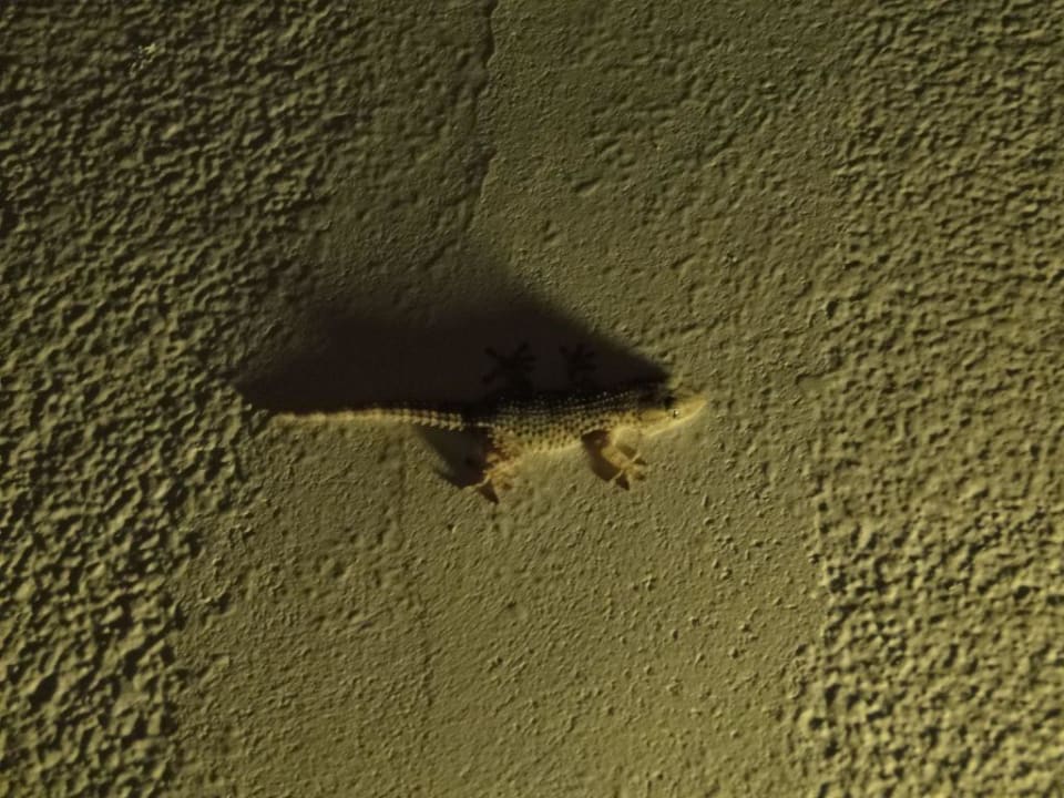 unser kleiner Glücksbringer Grand Hotel Holiday Resort