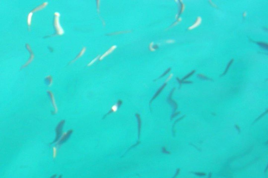 Ein paar Fische am Steg beim Strandrestaurant The Grand Hotel Hurghada
