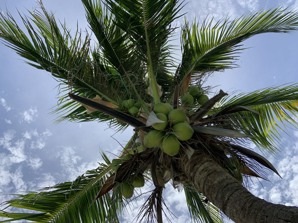 Sonstiges Hotel Cocohut Beach Resort