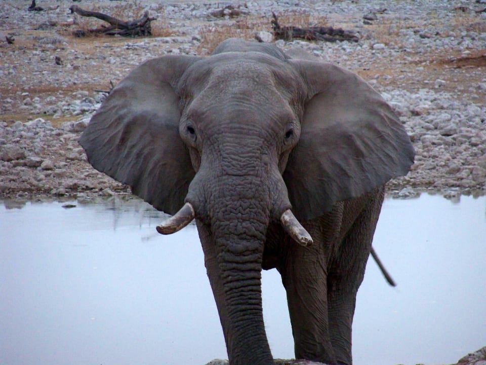 Das Wasserloch Okaukuejo Camp