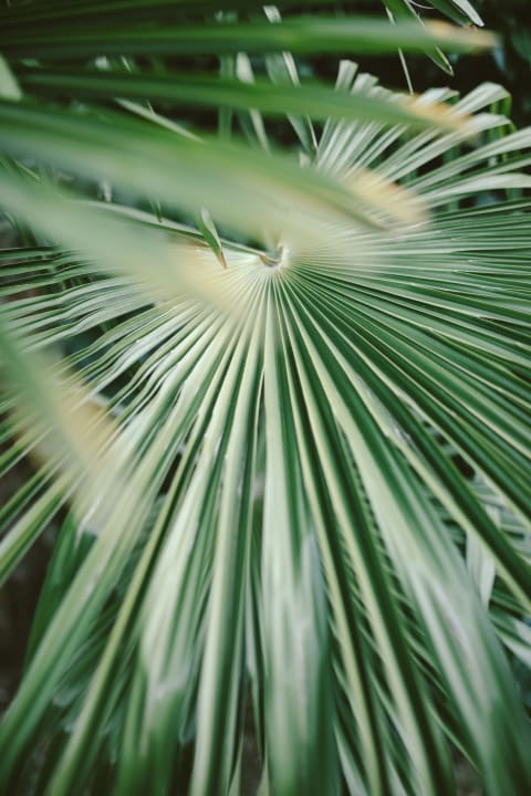 Gartenanlage Paulus Apartments